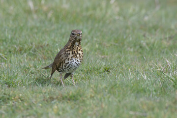 Mistle thrush