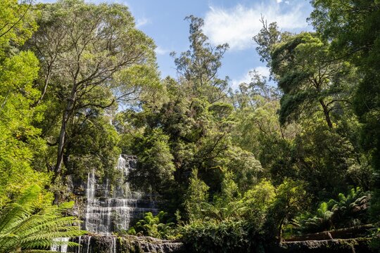 tourist hiking in a national park, taking a photo and looking at a waterfall in a forest in tasmania australia in summer