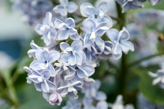 Macro photo of early blooming lilac.