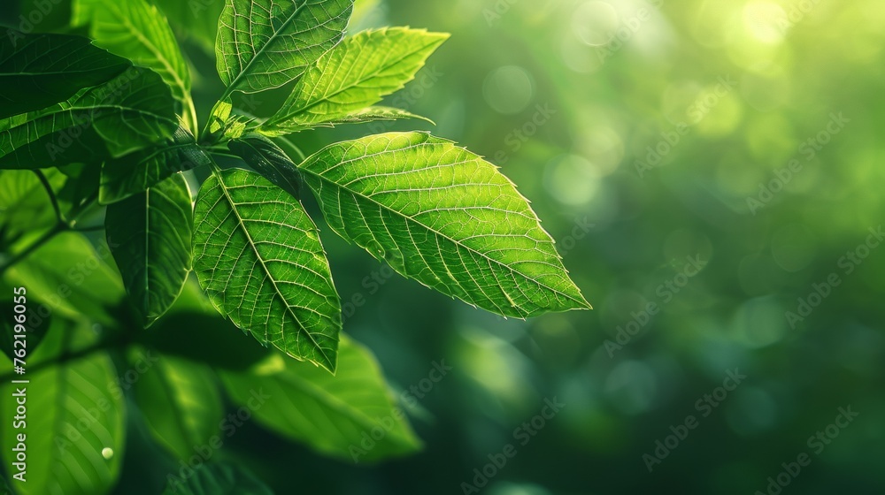 Poster The green leaf stands out against a blurred greenery background. On the left is a beautiful leaf texture in sunlight, and on the right is a background made from natural plants. On the right is a