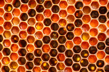 intricate hexagonal structure of a honeycomb frame Honey and bee bread, adorned with drops of honey,