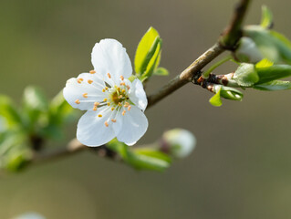 Frühjahr, Blüte, weiß, blühen, Natur, erwachen, leben, weiß, jung, frisch