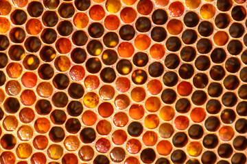 honey-filled honeycomb frame Honey and bee bread, emphasizing the simplicity and beauty
