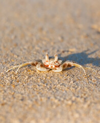 A crab on the beach is running on the white sand. Exotic animals in the resorts of tropical islands. The concept of a beach holiday in the tropics.