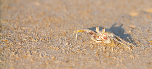 A crab on the beach is running on the white sand. Exotic animals in the resorts of tropical...