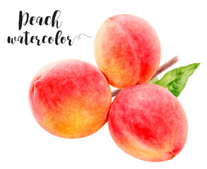Watercolor illustration of peach fruit with branch close up. Design template for packaging, menu, postcards. PNG