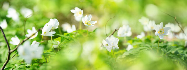 White bush anemones with fresh green spring background and bright bokeh. Close-up with short depth of field. - 762200497