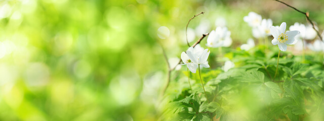 White bush anemones with abstract green spring background and bright bokeh. Close-up with short depth of field and space for text. - obrazy, fototapety, plakaty