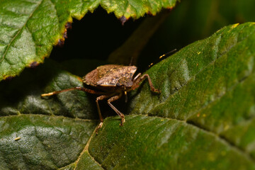 Green shield bug
