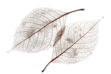 Leaf skeleton with veins and cells isolated on a transparent background