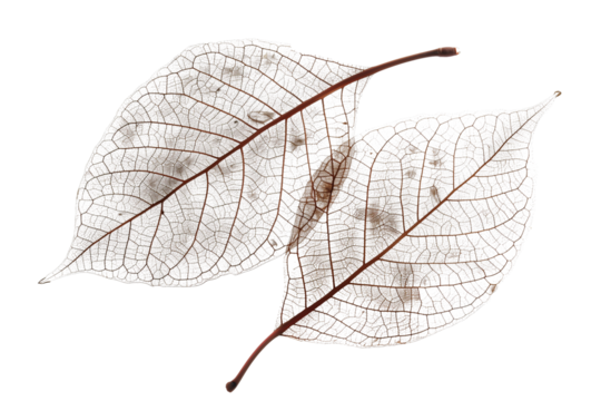 Leaf skeleton with veins and cells isolated on a transparent background
