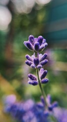 lavender in the garden 