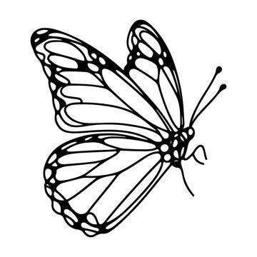 Butterfly contours doodle silhouettes element vector illustration on white background one continuous black line hand drawing of monarch butterfly flying