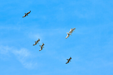 Majestic large Baltic gulls flying in bright blue summer sky, great black backed seabirds reflecting unity and harmony with synchronized movement symbolizes collective strength