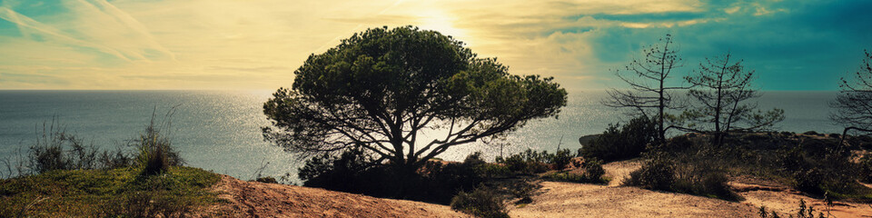 Pine tree on the rocky ocean shore at sunset. Horizontal banner