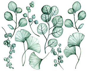 watercolor drawing. set of transparent eucalyptus and ginkgo leaves. x-ray