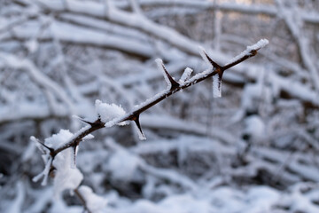 Rose prickly vine close up, top with long sharp spines in winter time