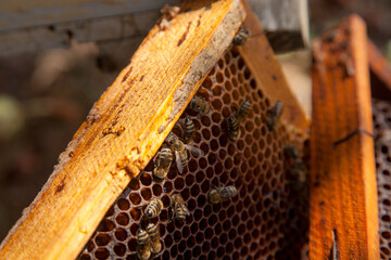 Close up view of working bees on honeycomb with sweet honey..