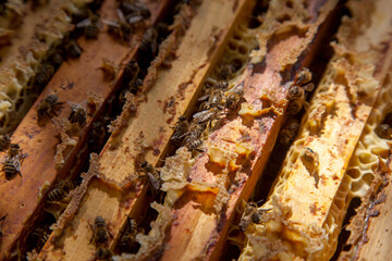 Open hive showing the bees swarming on a honeycomb..