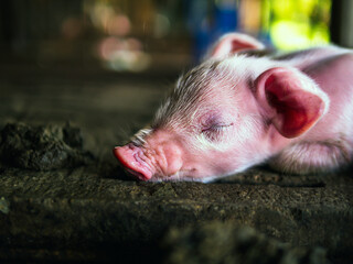 A week-old piglet cute newborn sleeping on the pig farm with other piglets, Close-up