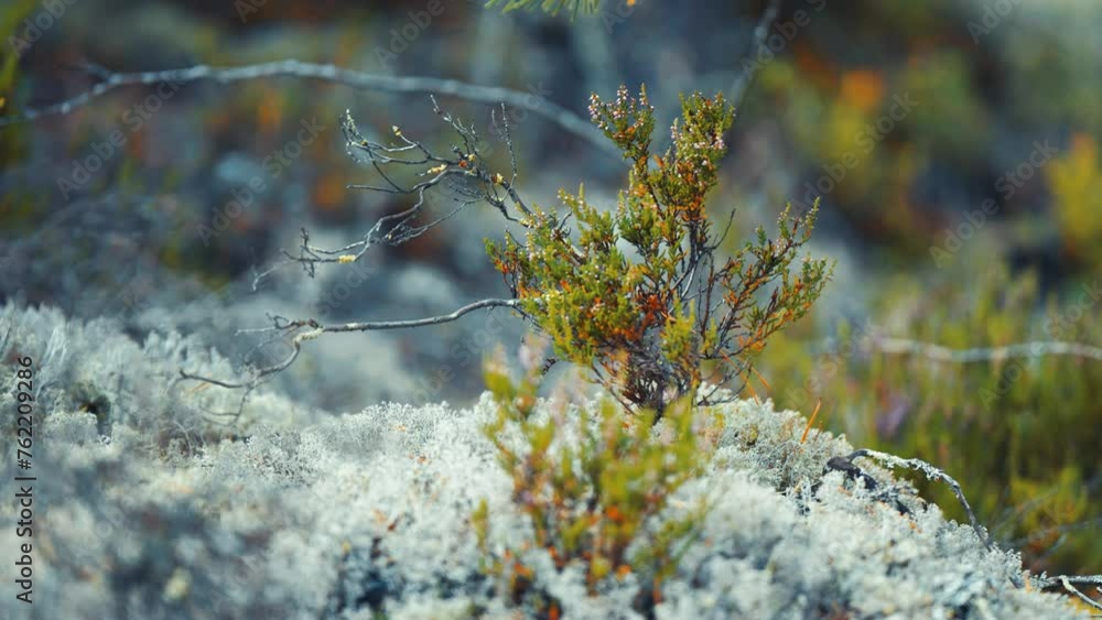 Poster miniature heather shrub on the soft carpet of white lichen. parallax macro shot, bokeh background.