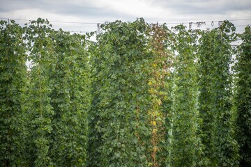 hops crop growing in a field on a farm in australia. beer hops plant harvest for brewing. vines...