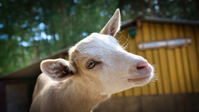 Portrait of a goat. Funny animal photo. Farm animal on the farm. Animal photo