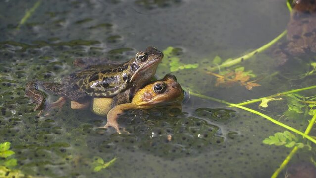 Close-up of a male European common frog (Rana temporaria) sitting on a brownish female in a pond during mating. Steady shot.