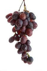 Bunch of organic black grapes isolated on white background.