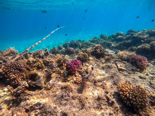 Masked puffer (Arothron diadematus) at coral reef.
