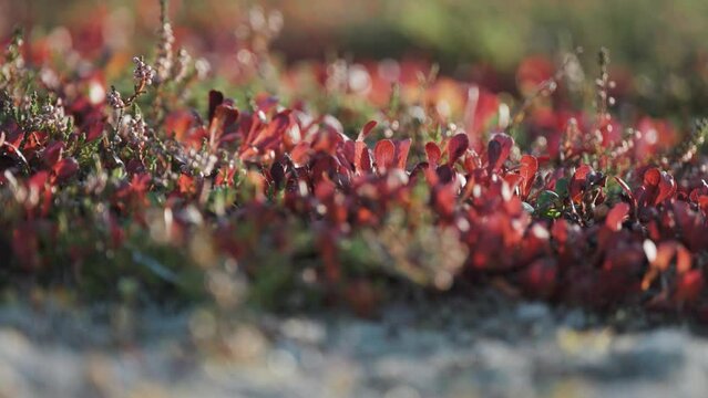 Red, green, and grey plants cover the ground in autumn tundra. Parallax shot, bokeh background.
