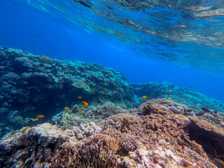 Underwater life of reef with corals and tropical fish. Coral Reef at the Red Sea, Egypt.