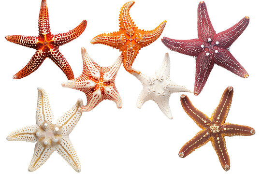 Various starfish isolated on a transparent background