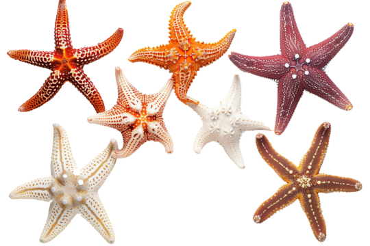Various starfish isolated on a transparent background