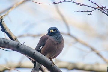 Locust Starling life on a tree