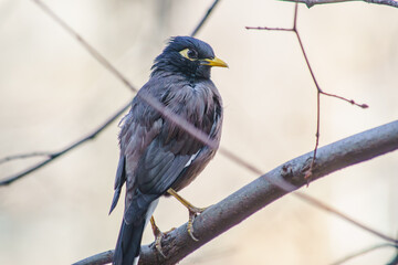 Locust Starling life on a tree