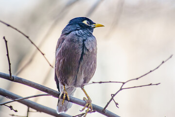 Locust Starling life on a tree