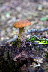 Single Boletus edulis or porcini mushroom growing in the forest. .