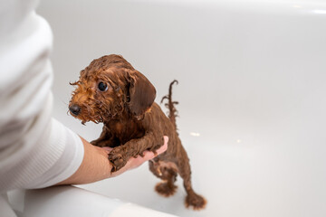 poodle brown toy puppy wet in the bathtub. His owner is bathing him and wants to escape from her pet bath. Dog hygiene at home