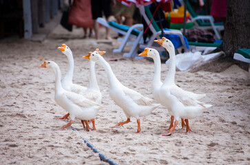 White goose. Geese at the sandy beach of Koh Larn, Thailand.