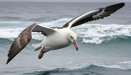 Fototapeta na wymiar An Albatross With Its Wings Folded Back Diving To