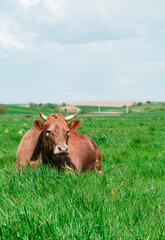 Jersey cow breed. The brown cow lies on the green grass.