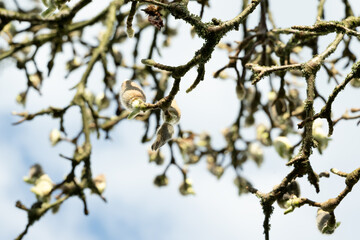 magnolie baum blüte himmel