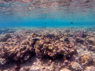 Naklejka na ściany i meble Surgeon fish or sohal tang fish (Acanthurus sohal) at the Red Sea coral reef..