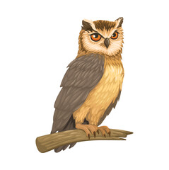 Owl Bird Animal illustration Vector