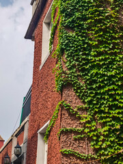 brick wall with ivy