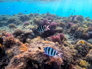 Naklejka na ściany i meble Scissortail Sergeant (Abudefduf sexfasciatus) at the Red Sea coral reef..