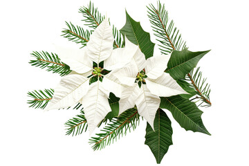 Watercolour flower arrangement isolated on transparent background. Winter white poinsettia for greeting cards and invitations