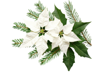 Watercolour flower arrangement isolated on transparent background. Winter white poinsettia for greeting cards and invitations