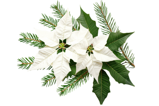 Watercolour flower arrangement isolated on transparent background. Winter white poinsettia for greeting cards and invitations